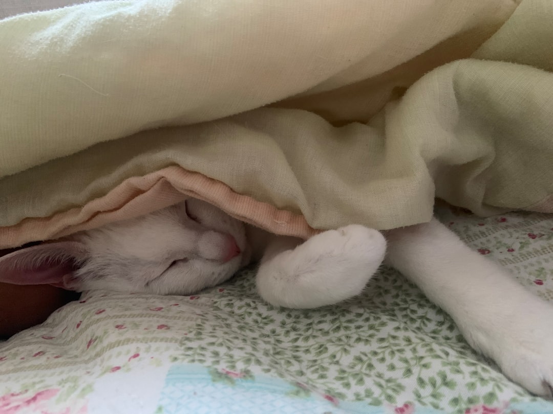 Creating the Perfect Nesting Spot (Image Credits: Unsplash)