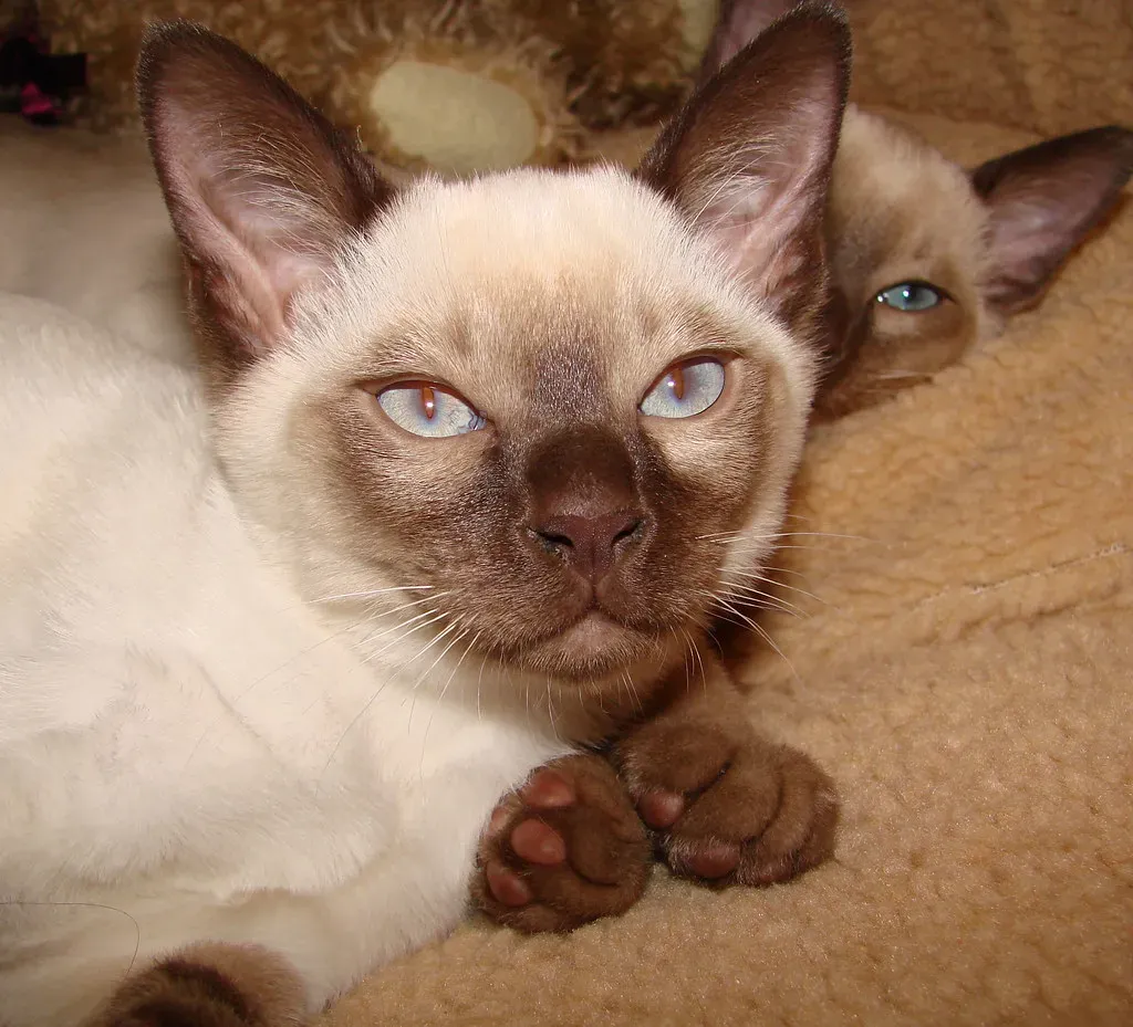 Tonkinese: The Perfect Blend of Vocal Charm (Image Credits: Flickr)