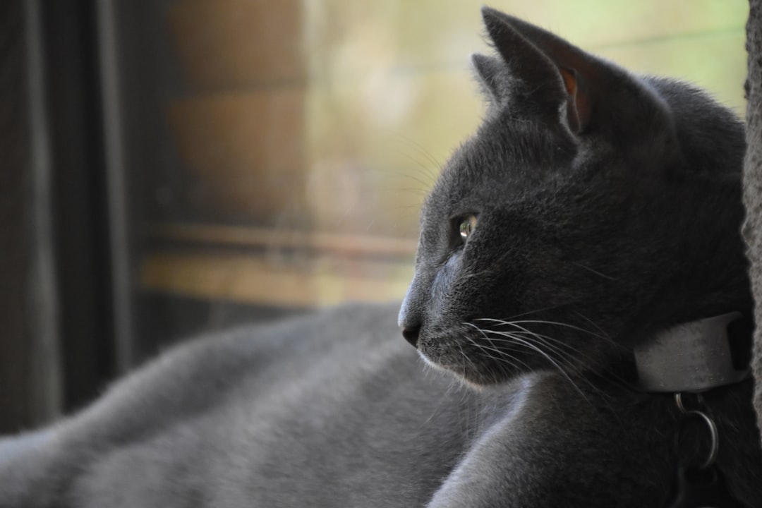 Scorpio: The Intense Protector Cats Trust Completely (Image Credits: Unsplash)