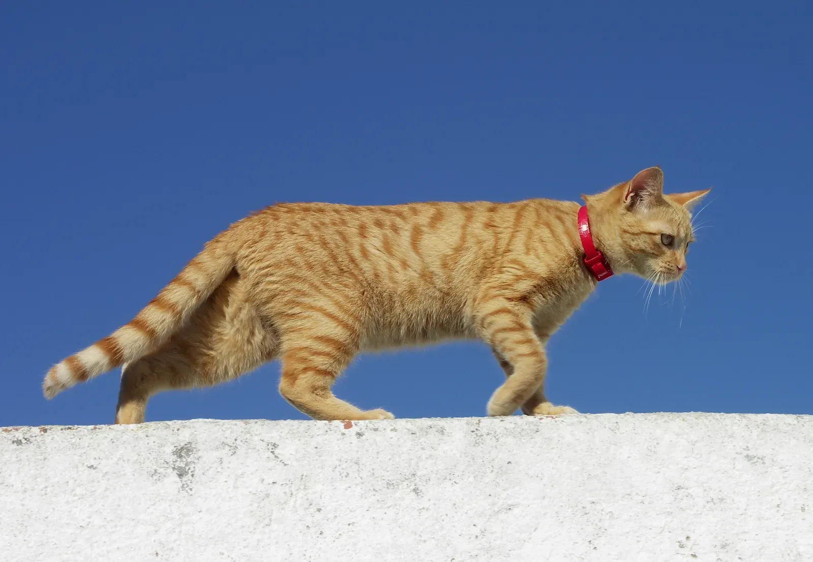 #3 A Long, Muscular Tail Functions Like a Counterweight (By Alvesgaspar, CC BY-SA 3.0)