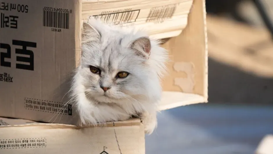 #17 - The Box Obsession Isn't Random Comedy (Image Credits: Pexels)