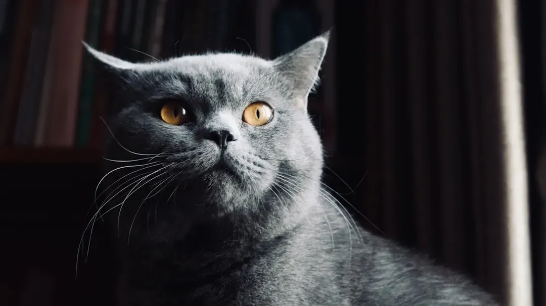 What Exactly Are the Zoomies (Image Credits: Unsplash)