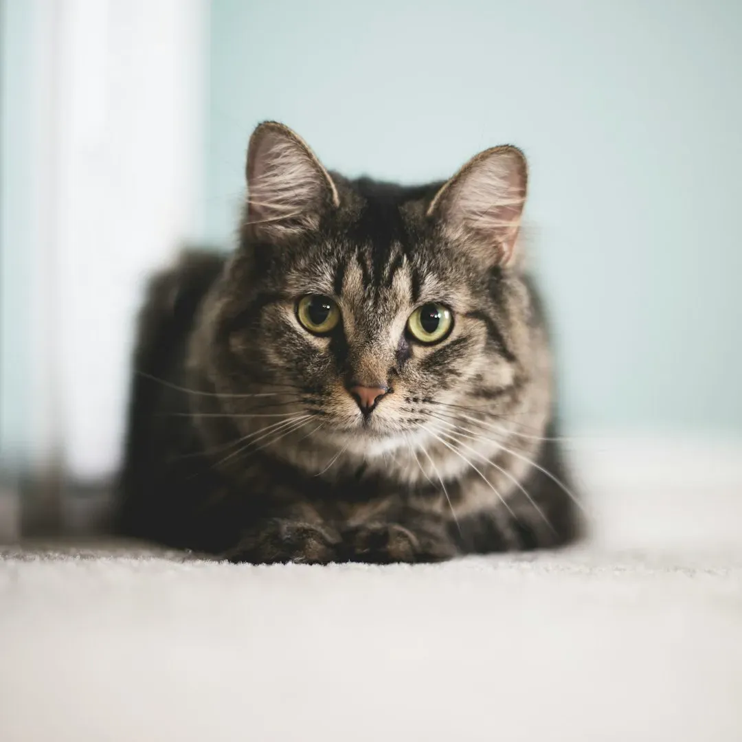 Even a Drawn Outline of a Box Can Fool Your Cat's Brain (Image Credits: Unsplash)