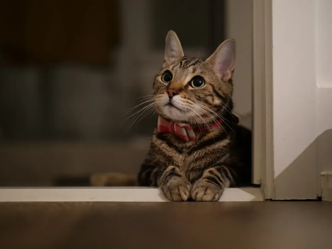 #13 - They Stop Greeting You at the Door (Image Credits: Unsplash)
