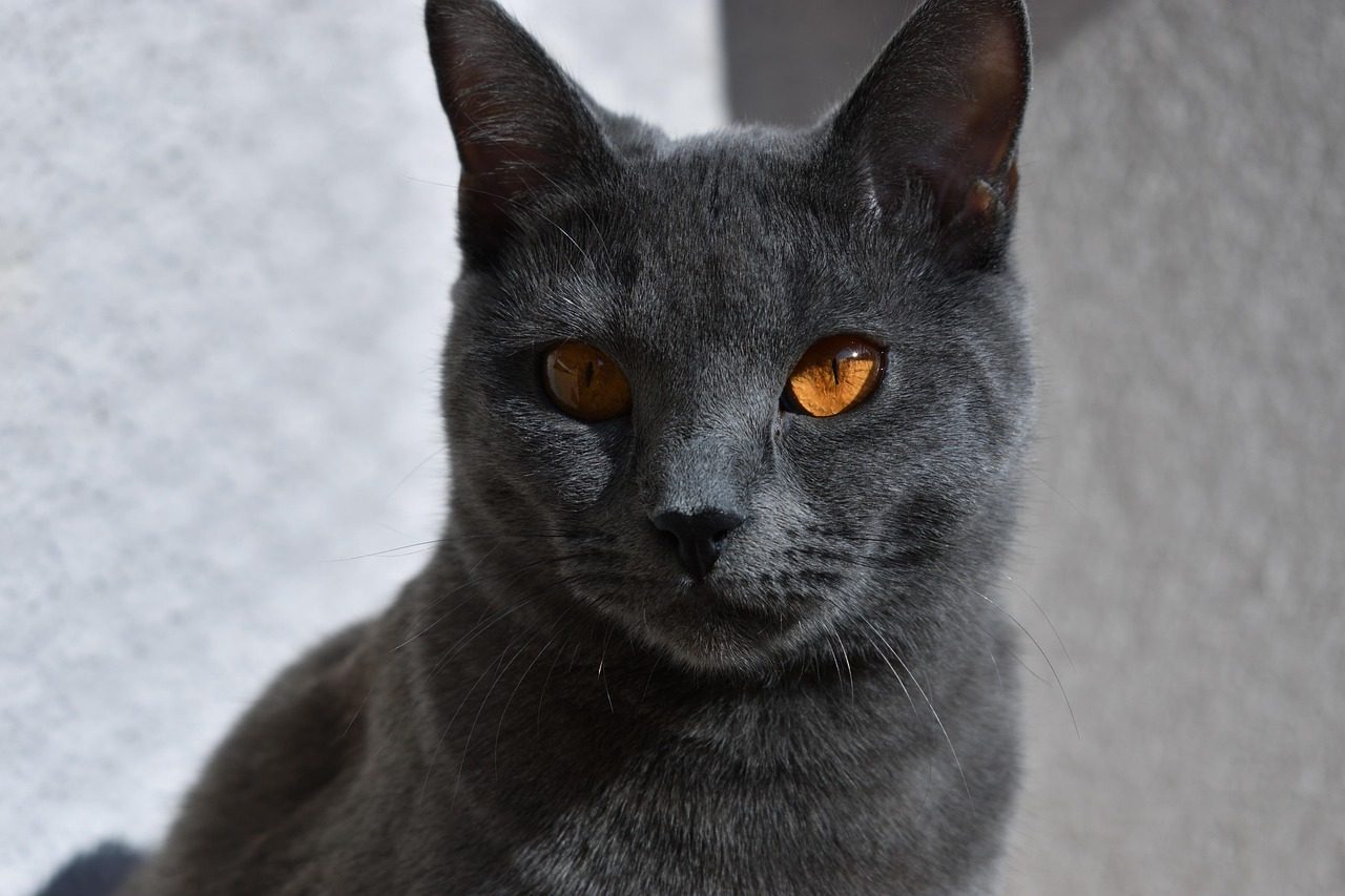 12. Chartreux: The Quiet Contemplative (Image Credits: Pixabay)