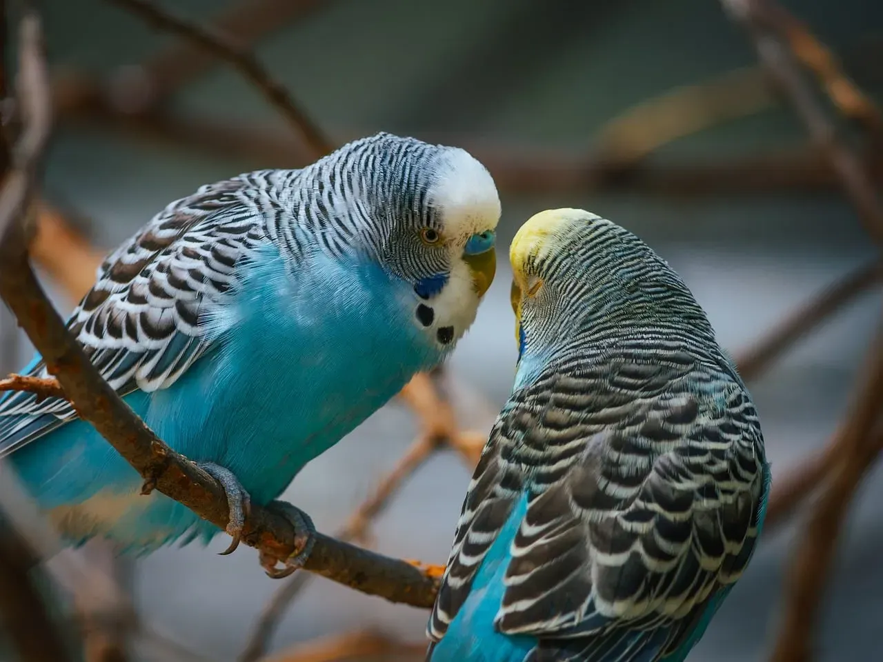#9 Small parakeets, including budgies (Image Credits: Pixabay)