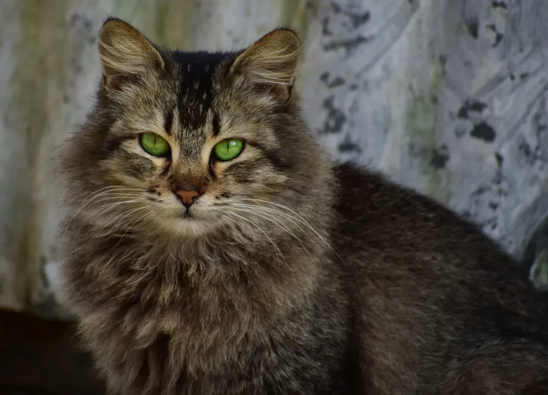 1. The Intense, Unblinking Stare That Sees Into Your Soul (Image Credits: Unsplash)