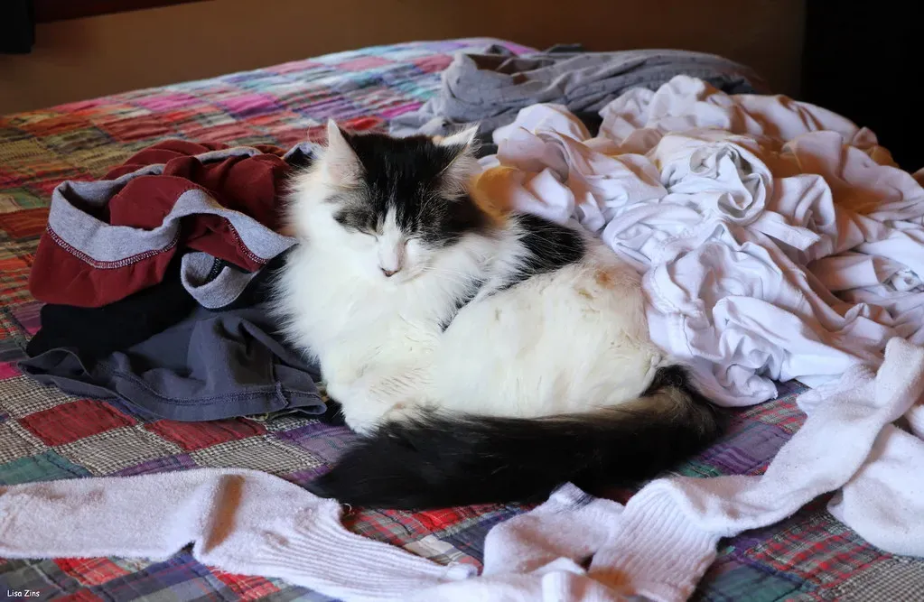 Warmth Is Absolutely Irresistible (Image Credits: Flickr)