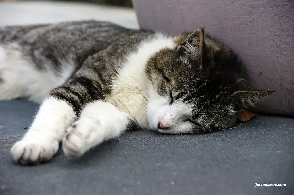 Polyphasic Sleep: Napping as a Lifestyle (jeremy1choo, Flickr, CC BY 2.0)