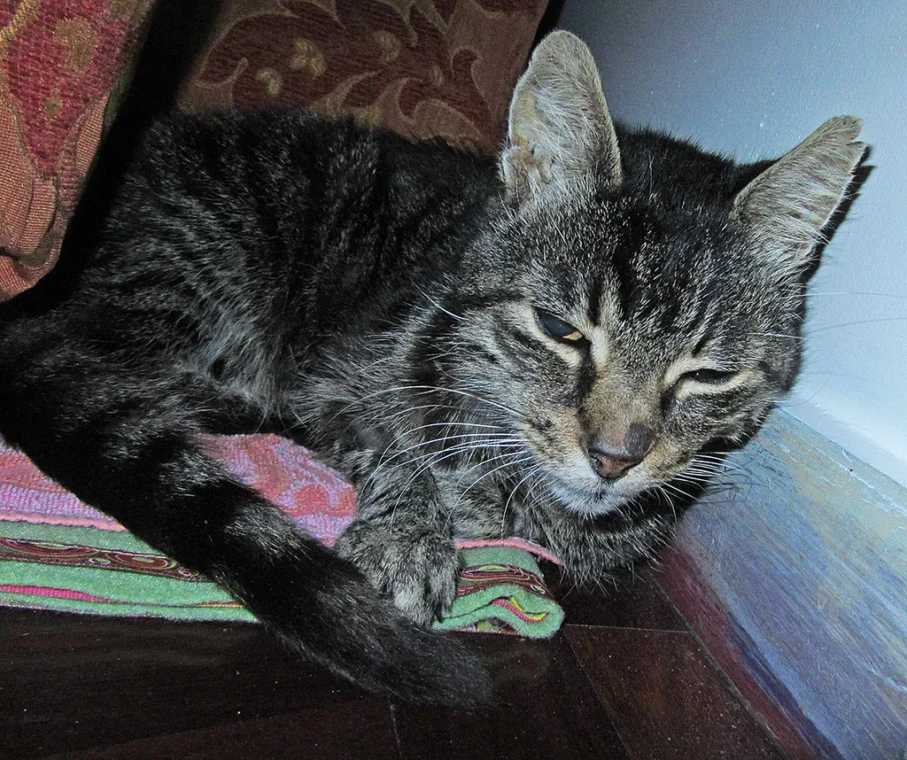 You May Experience Better Recovery From Illness (Image Credits: Flickr)