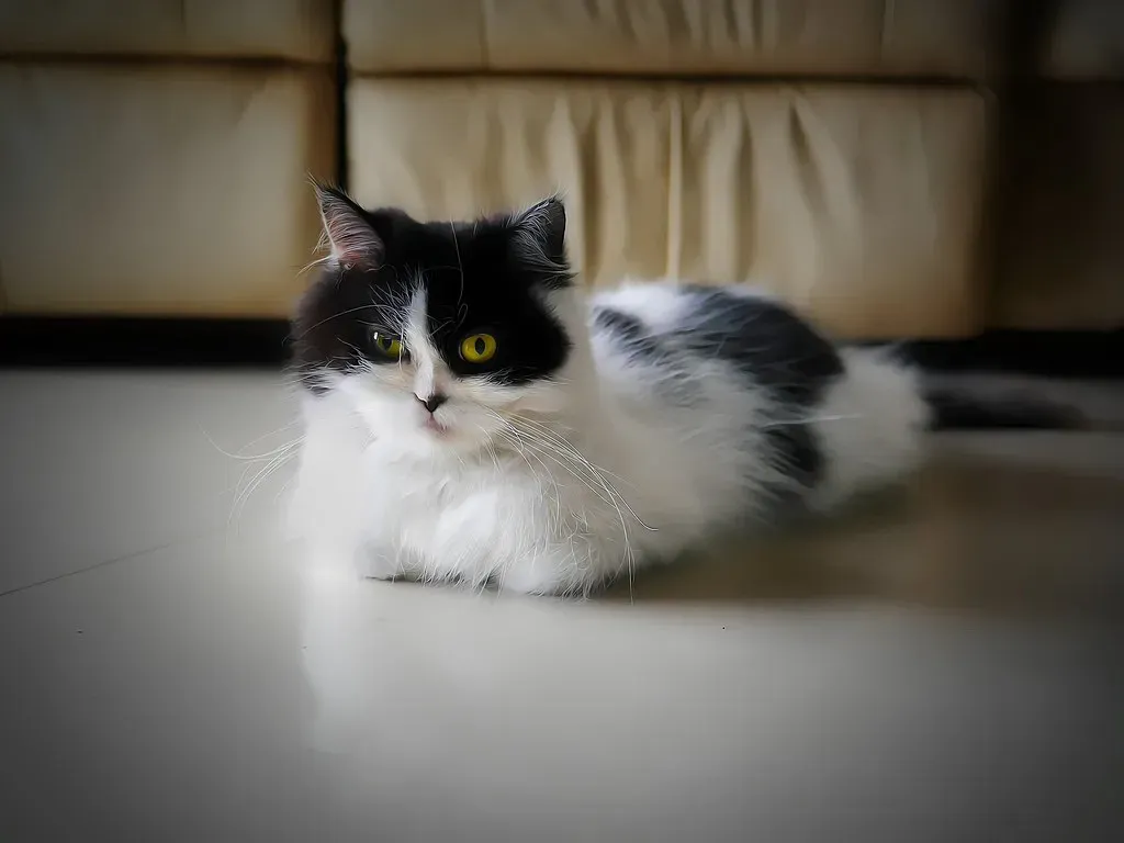 The Classic Loaf Position (travel oriented, Flickr, CC BY-SA 2.0)