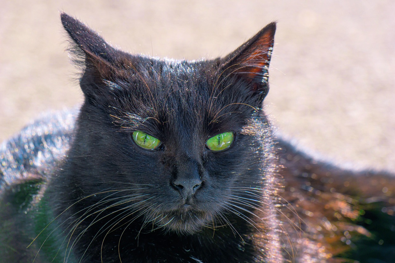 Scorpio: Masters of Feline Psychology (Image Credits: Pixabay)