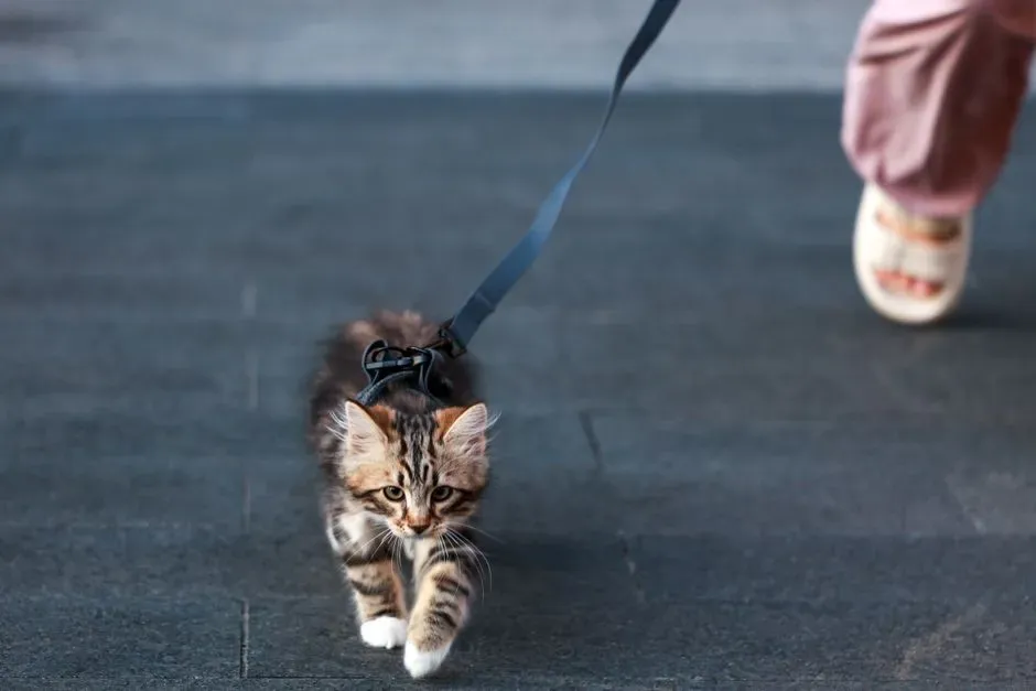 Myth 7: Cats Cannot Be Trained, They Are Too Stubborn and Wild (Image Credits: Pexels)
