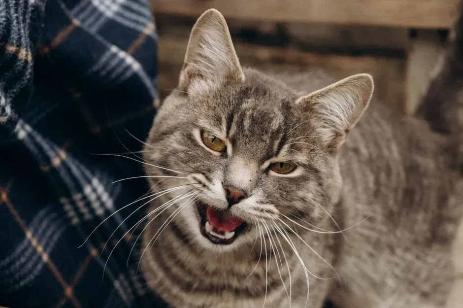 #3 How Cats Actually Show They Recognize Your Voice (Image Credits: Pexels)