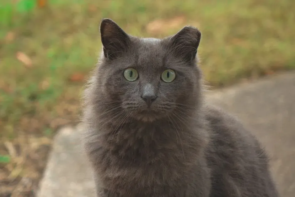 #6 - Nebelung: The Rare Blue Cat That Loves Sameness (Image Credits: Pexels)