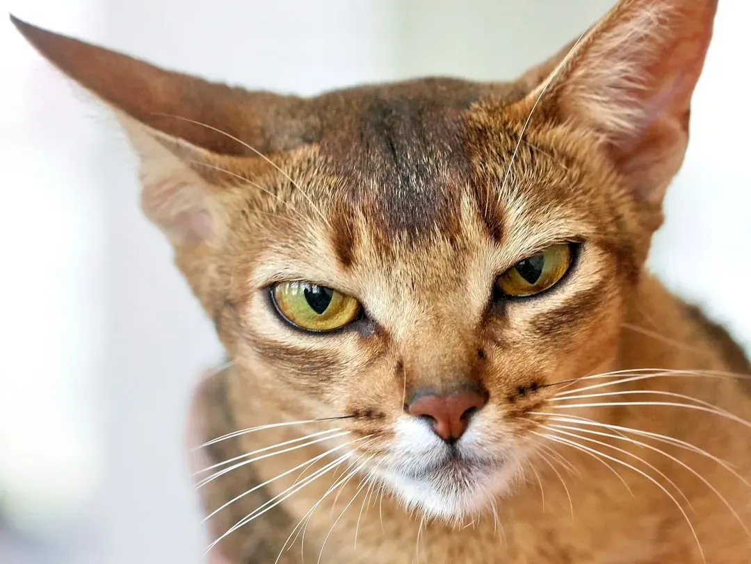 Abyssinian Cats and Cognitive Decline Issues (Image Credits: Unsplash)