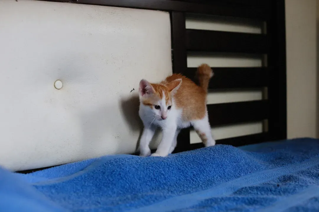 The Tucked Tail: Submission and Fear Combined (Image Credits: Unsplash)