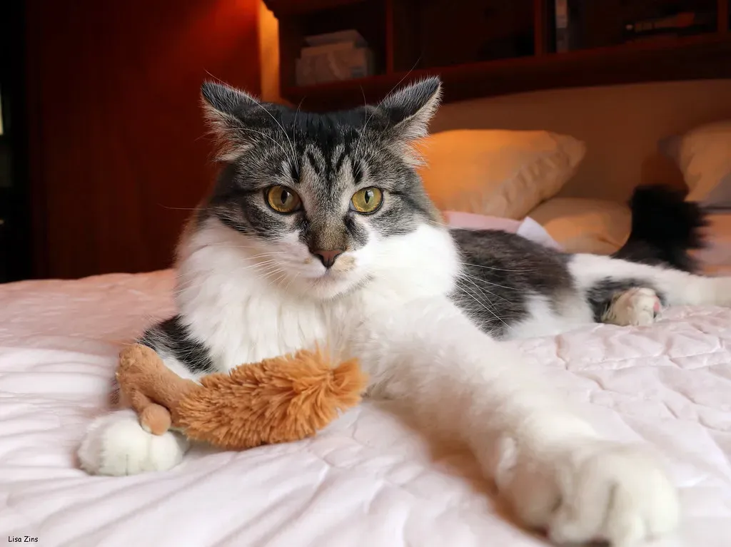 They Deposit Toys at Your Feet Like You're Incapable of Hunting (Image Credits: Flickr)