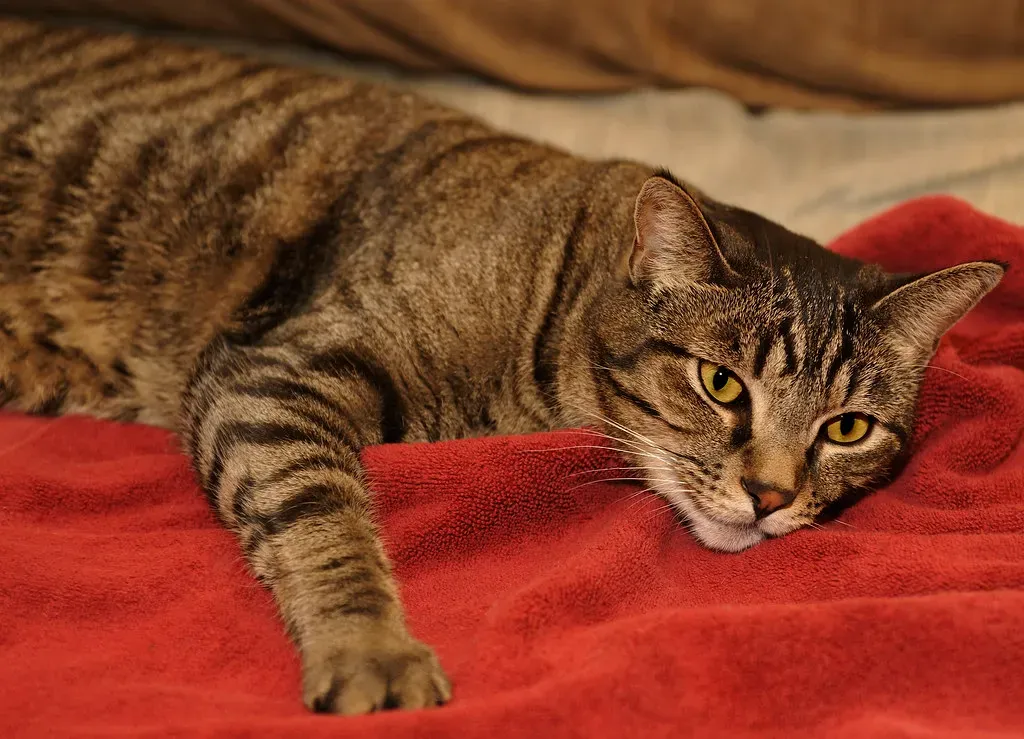 The Overstimulation Factor You Need To Know (Image Credits: Flickr)