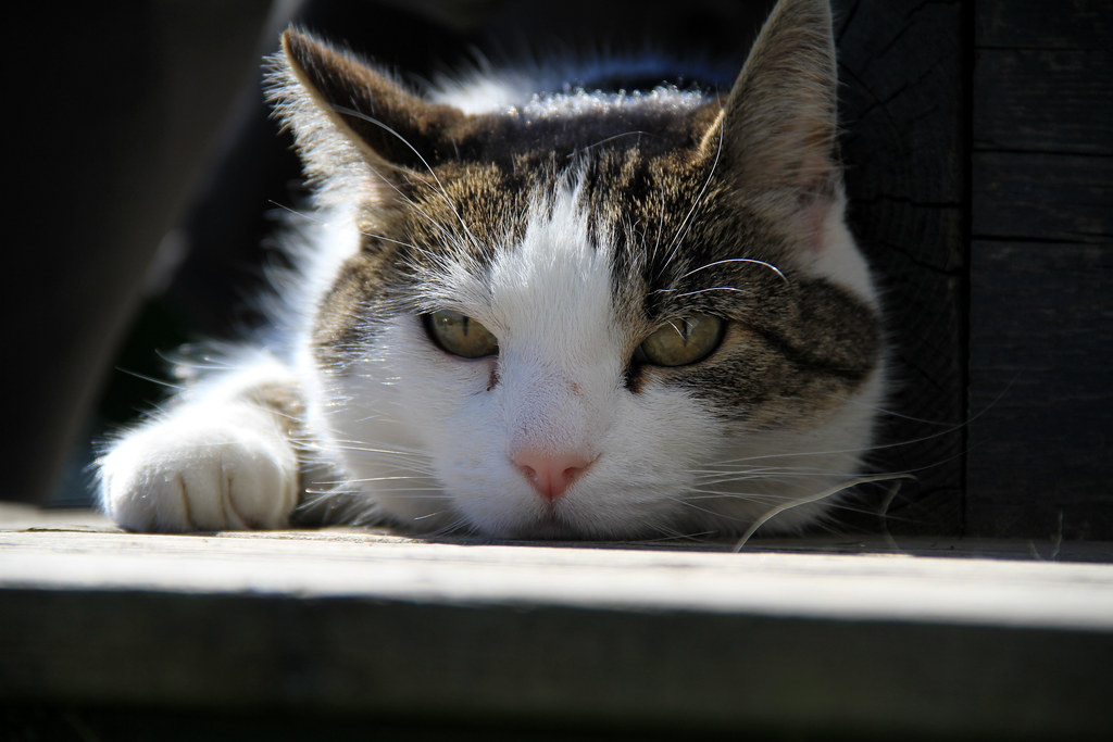 Conclusion: Understanding Your Midnight Observer (Image Credits: Flickr)