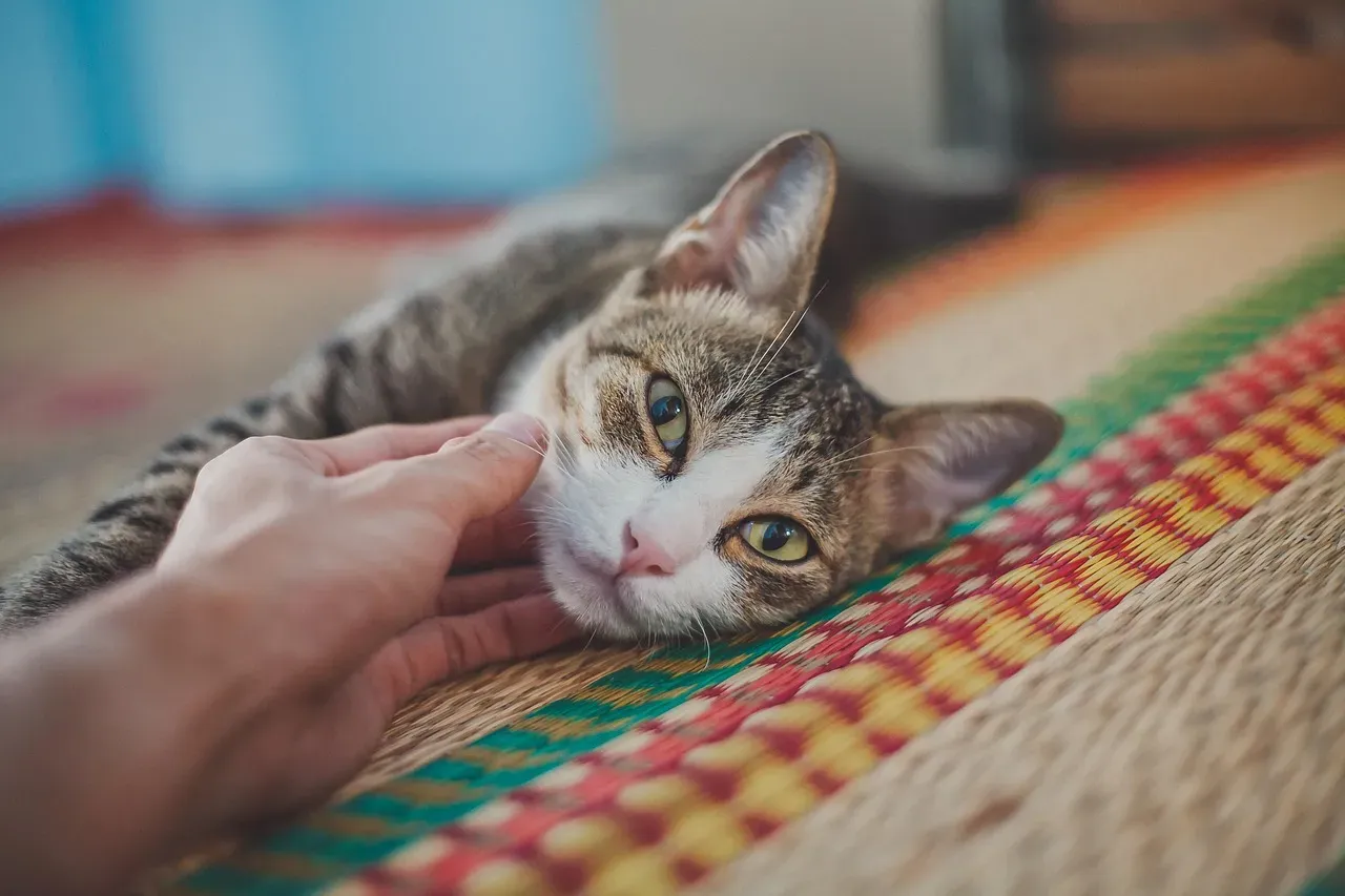 Conclusion: Your Cat’s Quiet Reunions Mean More Than You Think (Image Credits: Pixabay)
