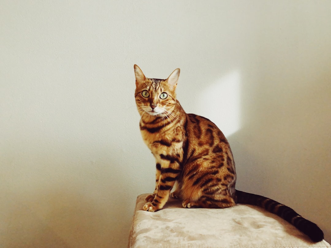 Bengal: The Wild Adventurer (Image Credits: Unsplash)