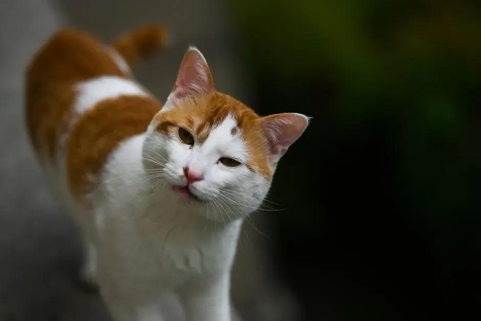 #6 The sideways approach instead of a direct one (Image Credits: Pexels)