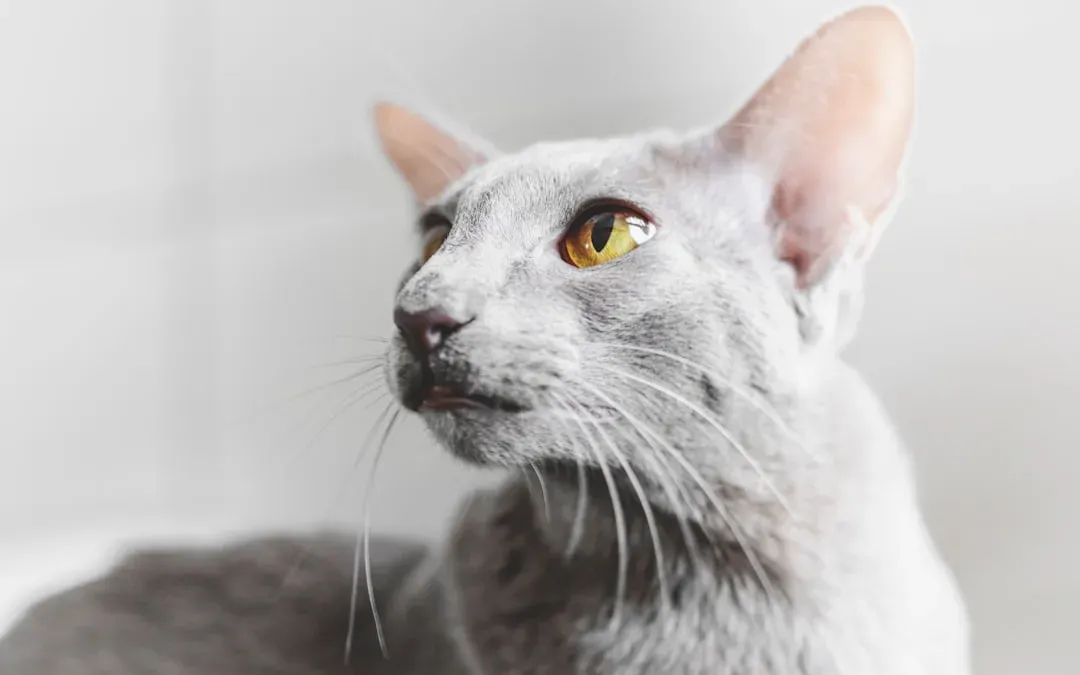 Oriental Shorthair: High-Energy Talker With High Scratching Needs (Image Credits: Unsplash)