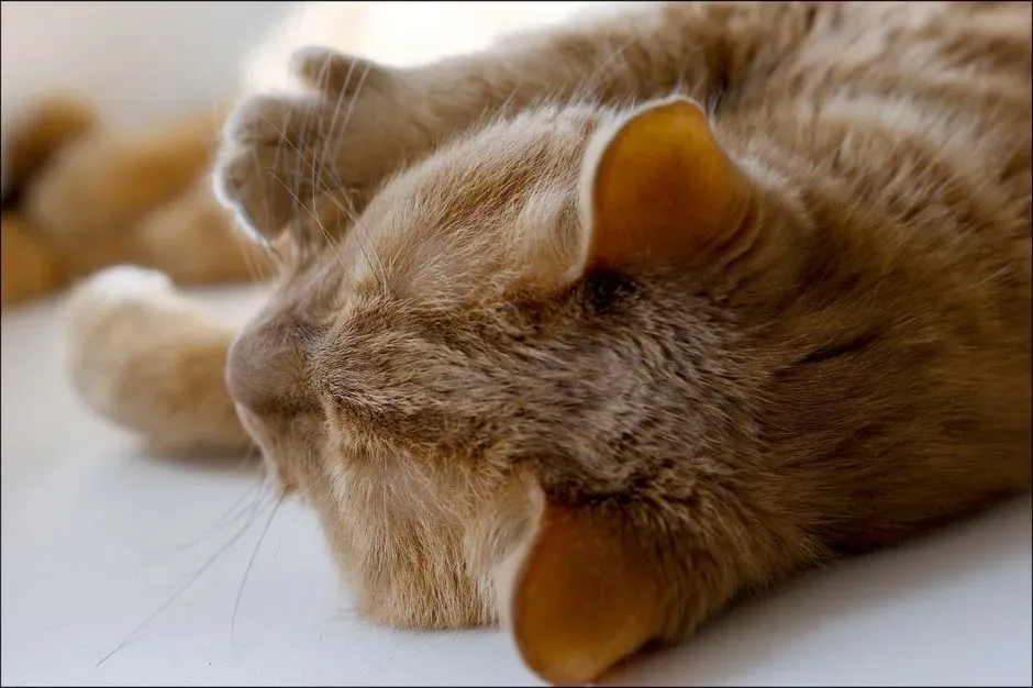 How to Respond When Your Cat Turns Their Back (Image Credits: Pexels)
