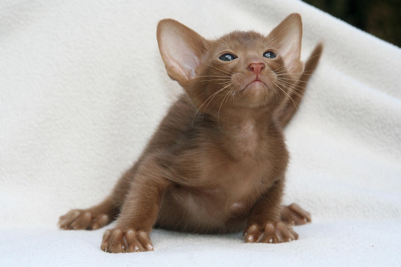 Oriental Shorthair Cats - The Hyperactive Athletes (Image Credits: Pixabay)