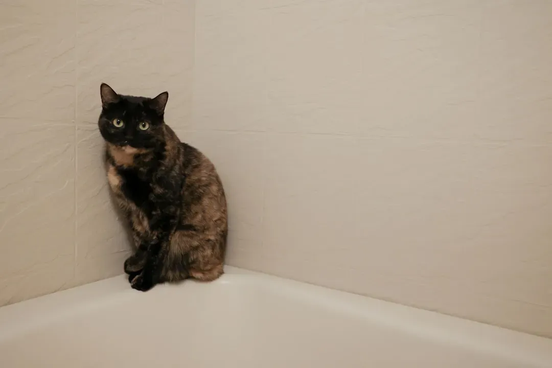 You Are Your Cat's Favorite Routine (Whether You Like It Or Not) (Image Credits: Unsplash)