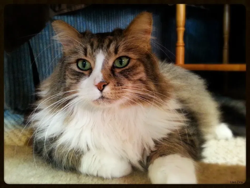 Episodic Memory: Cats Remember "What" and "Where" (Lisa Zins, Flickr, CC BY 2.0)