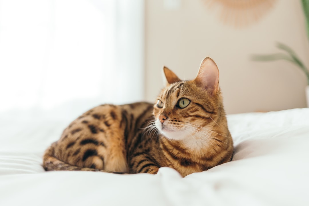 Bengal Cats: Wild Hearts in Small Bodies (Image Credits: Unsplash)