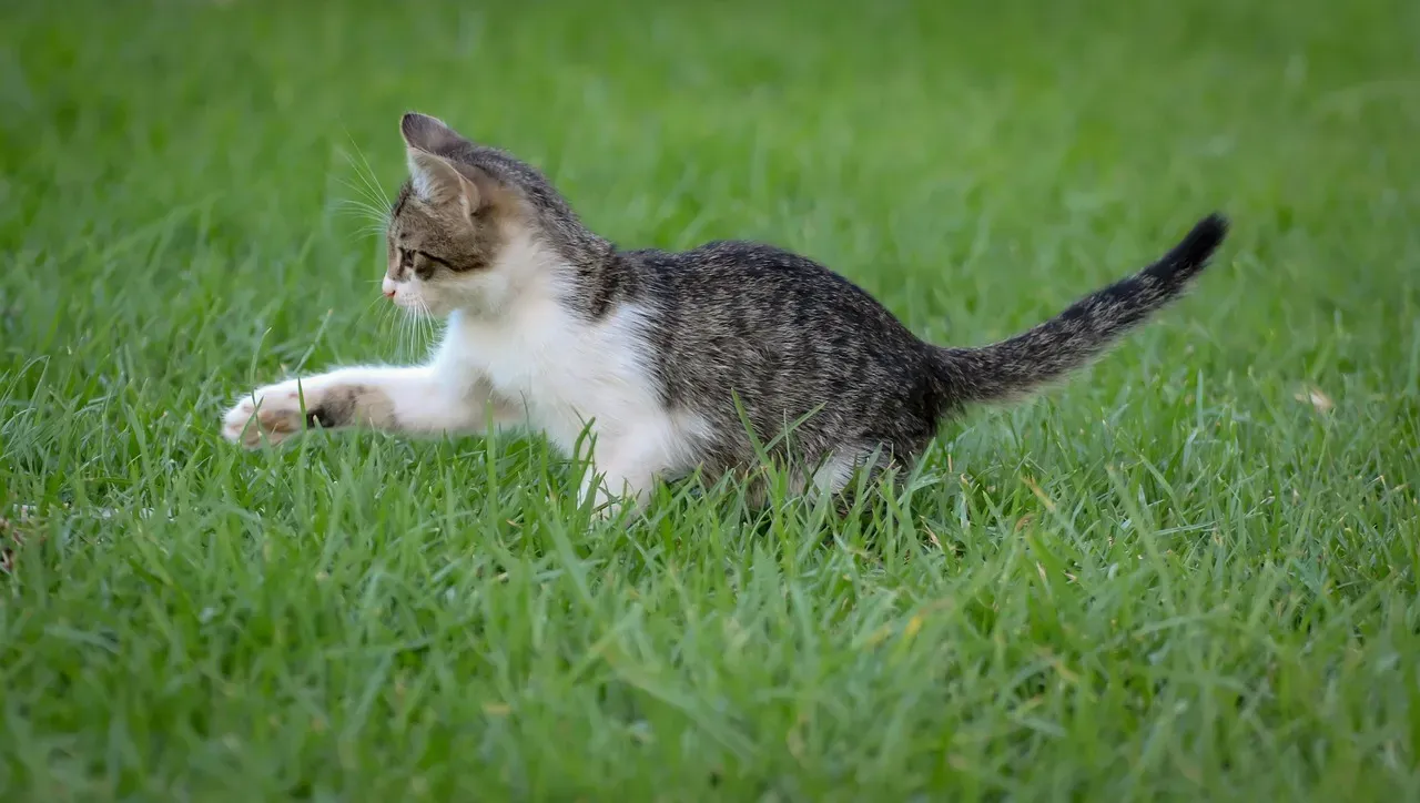 #6 Reading the whole cat still matters more than the tail alone (Image Credits: Pixabay)