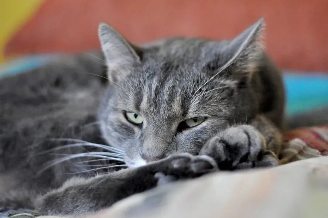 You'll Sleep Better Than You Have in Years (Image Credits: Unsplash)