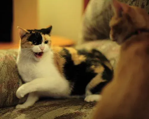 New Pets Can Shake Your Cat's World (Image Credits: Flickr)