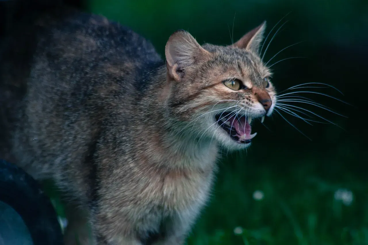 Conclusion: Decoding the Hiss (Image Credits: Pixabay)