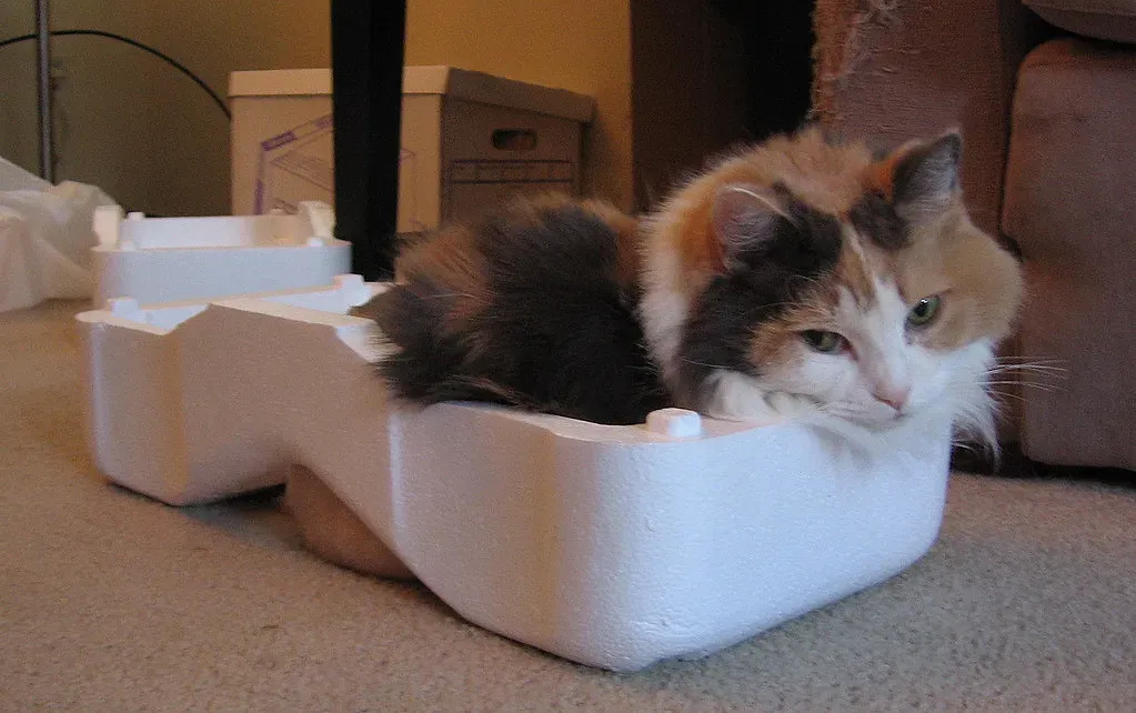 Conclusion: Your Cat Is More Than Just a Napping Machine (Image Credits: Flickr)