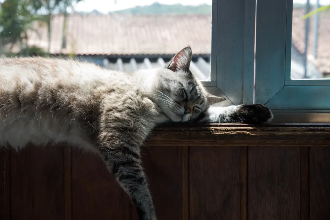#1 They shrink their core territory (Image Credits: Unsplash)