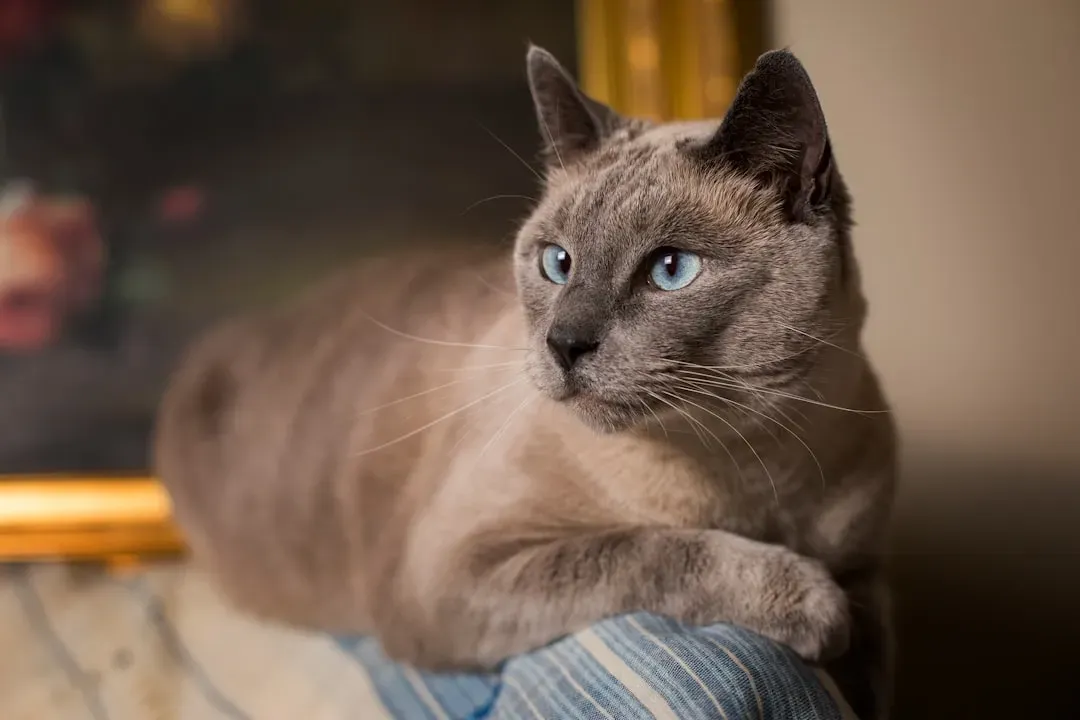 #10 - Burmese: The Plush Shadow (Image Credits: Unsplash)