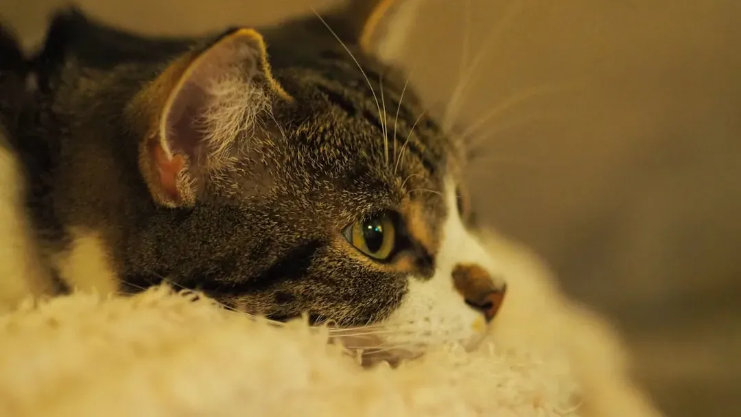 The Ears Have It (Image Credits: Unsplash)