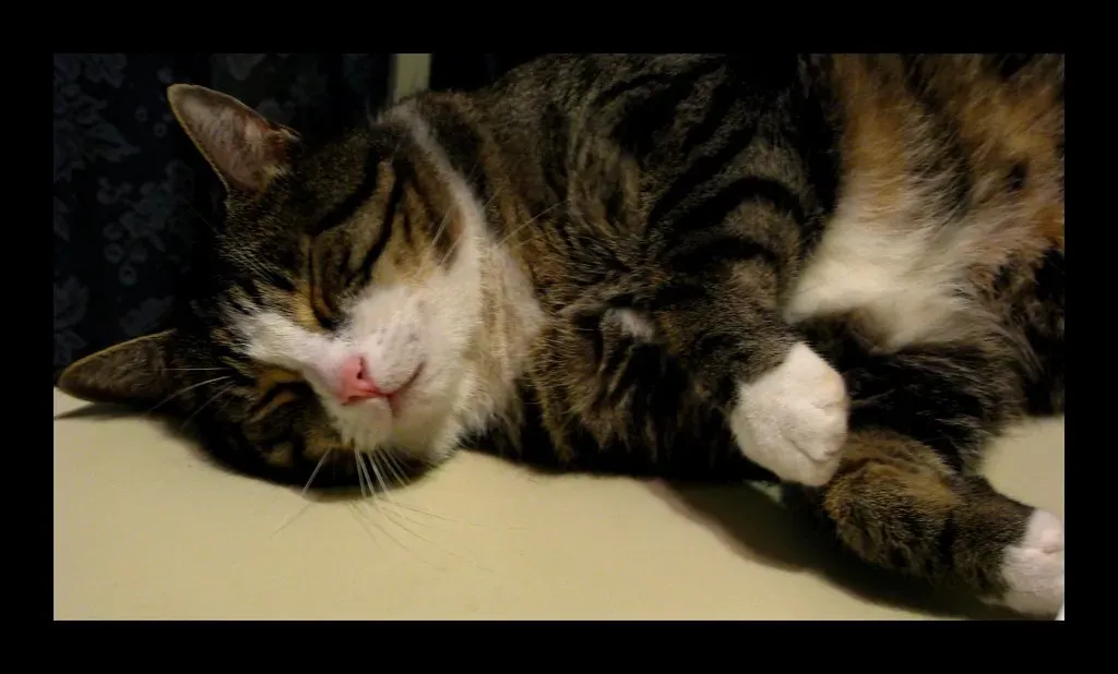 10. Choosing to Sleep on You Instead of Their Fancy Bed (Image Credits: Flickr)