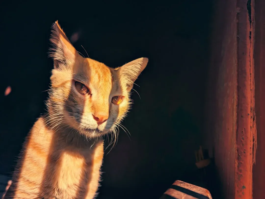 The Hidden Risks of Too Much Sun for Your Cat (Image Credits: Unsplash)