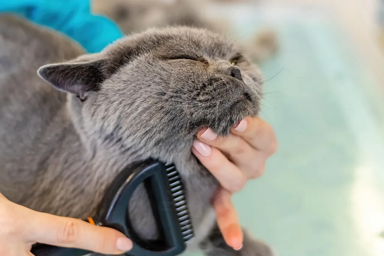 #9 - She Lets You Groom the Spots She Can't Reach (Image Credits: Pixabay)