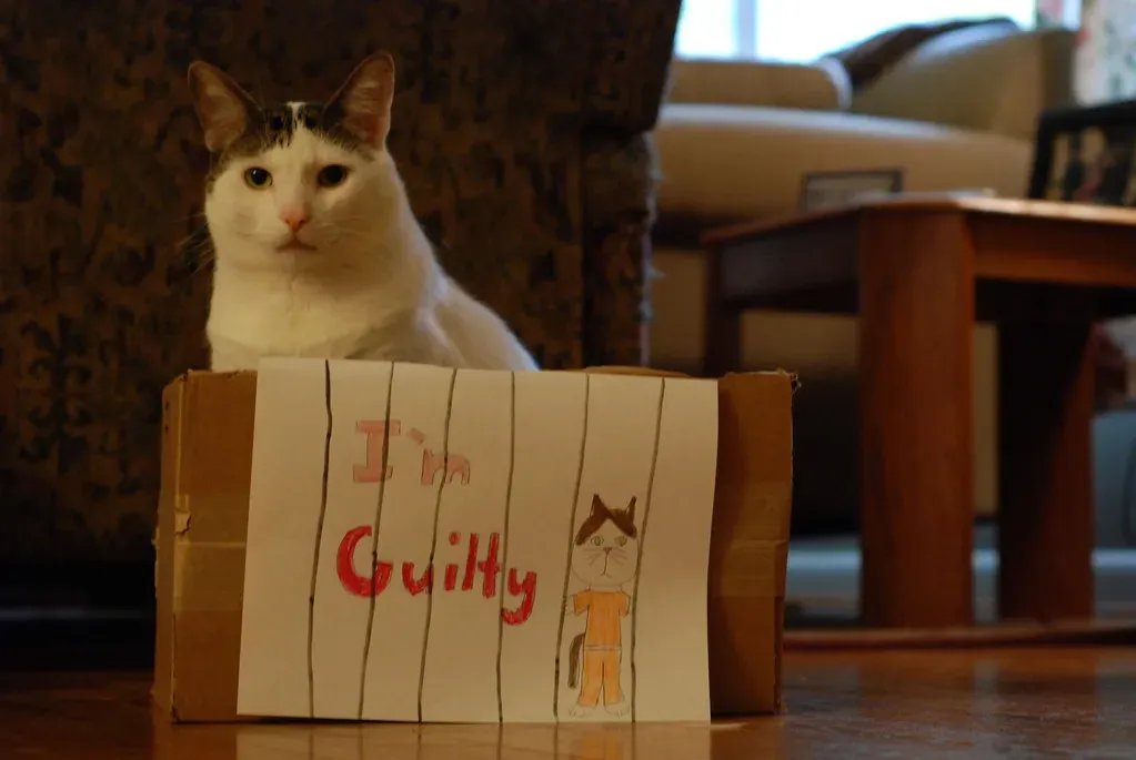 The Simple Truth Behind the Cardboard Obsession (Image Credits: Flickr)