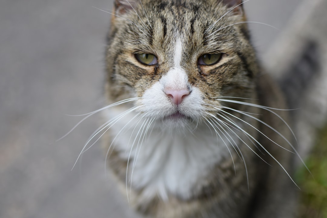Intense Staring to Get Your Attention (Image Credits: Unsplash)
