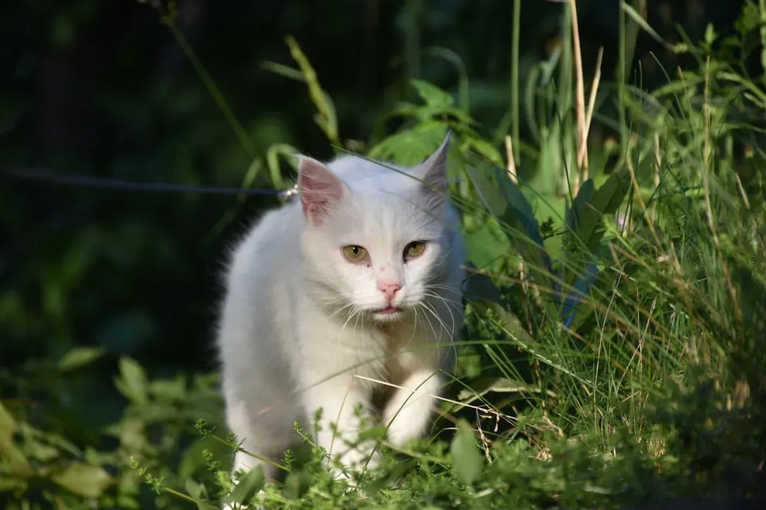 Turkish Angora: The Elegant Player (Image Credits: Unsplash)