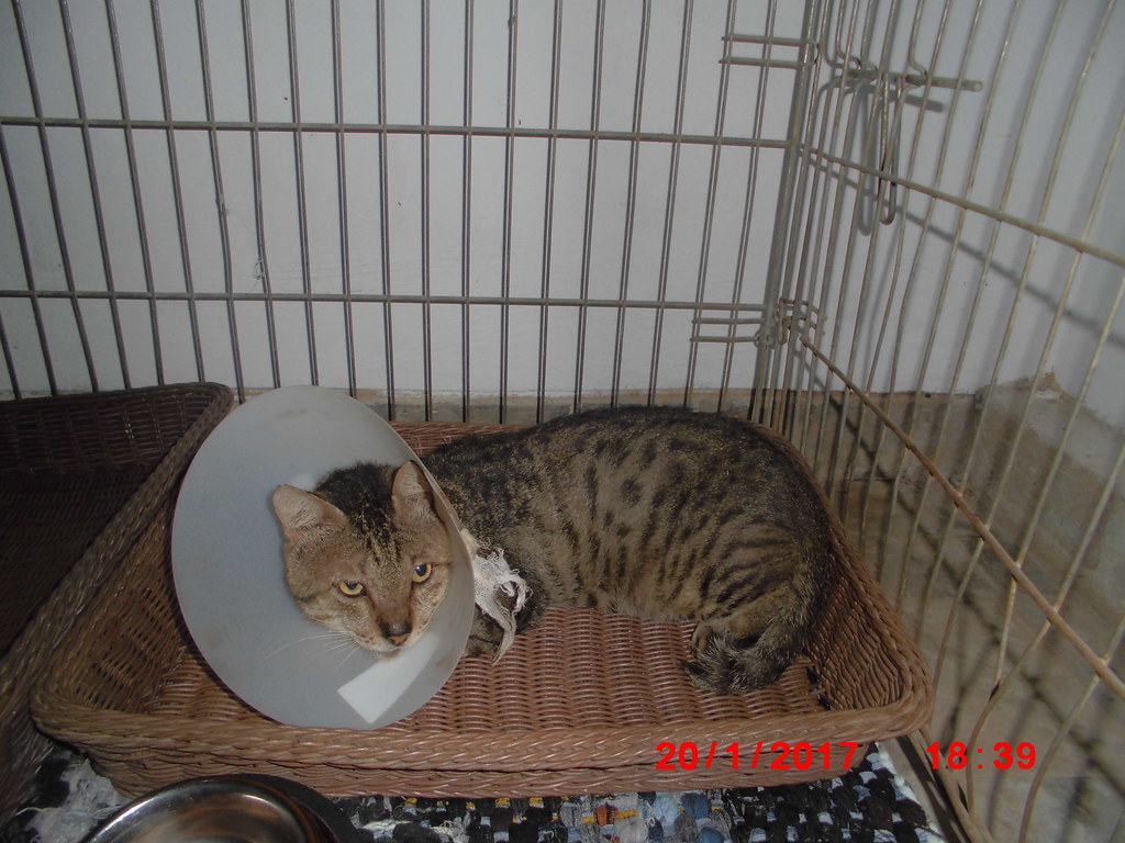 Those Who Can't Afford Proper Pet Care (Image Credits: Flickr)