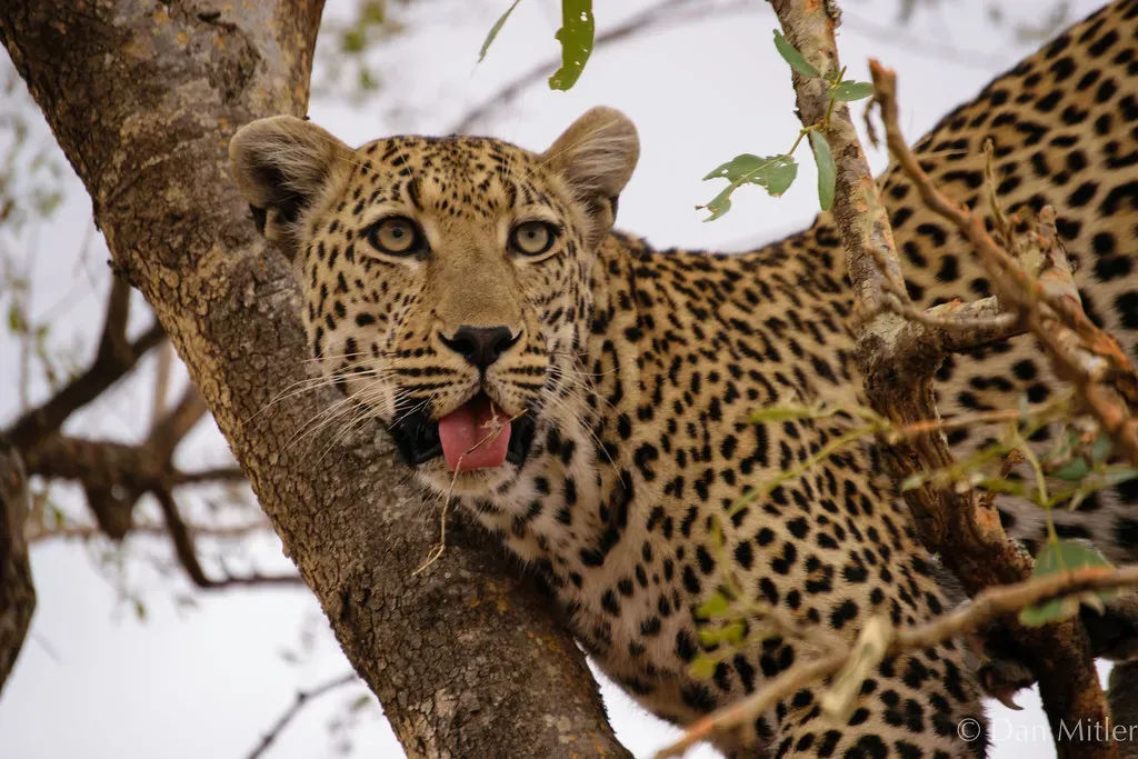 6. Food Caching: Protecting the Kill (DJM Photos, Flickr, CC BY 2.0)