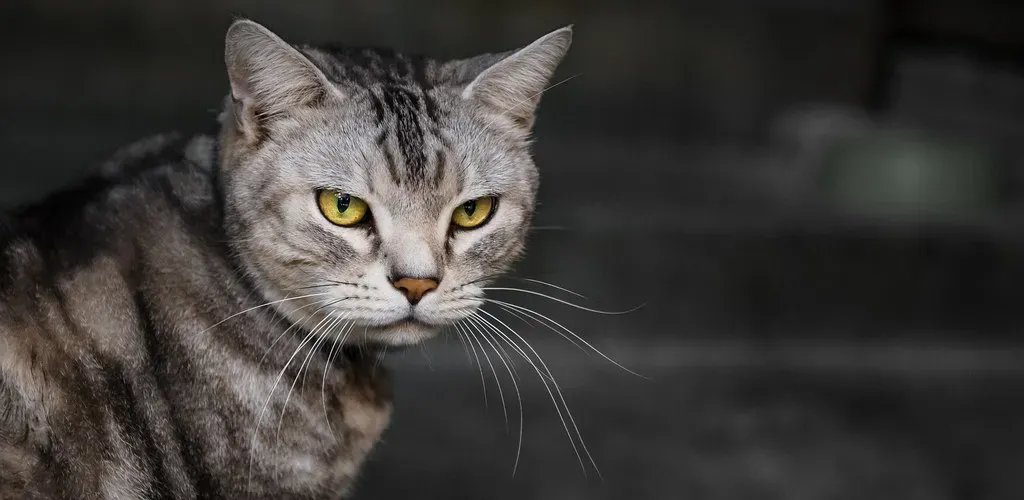 The "I Don't Need You" Stare Is Actually a Lie (hyakushiki_thebest, Flickr, CC BY 2.0)